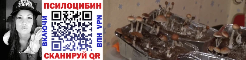 Псилоцибиновые грибы MAGIC MUSHROOMS Моршанск